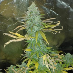 Candy OG