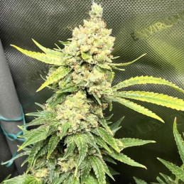 Golden Crack