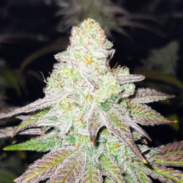 El Dorado OG