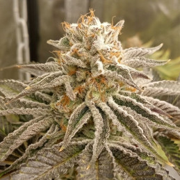 Nebula II CBD