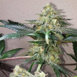 Green Love Potion