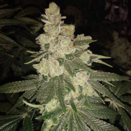CBD Shark Shock