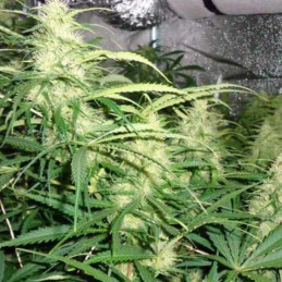 CBD Sweet'n Sour