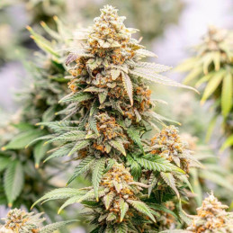 Original Skunk 1