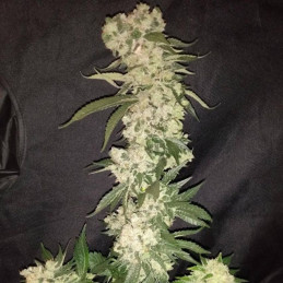 Peyote Gorilla
