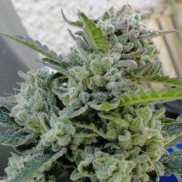 Jamaican Pearl