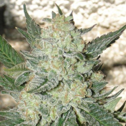 Mexican Sativa