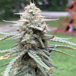 Black Jack CBD