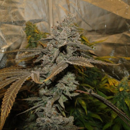Cream Caramel Auto