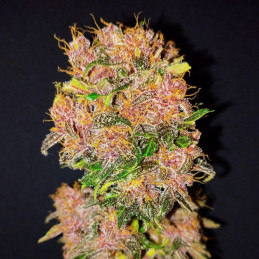 Dark Devil Auto