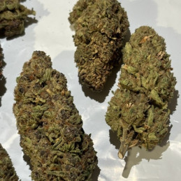 Honey Peach Auto CBD