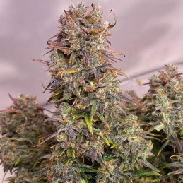 Jack 47 XL Auto