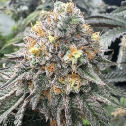 Sweet Cheese
