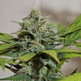 Sweet Cheese XL Auto