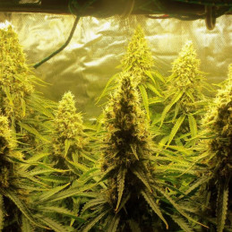 Sweet Nurse Auto CBD