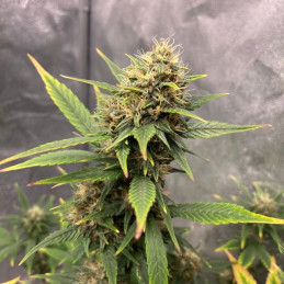Sweet Pure CBD
