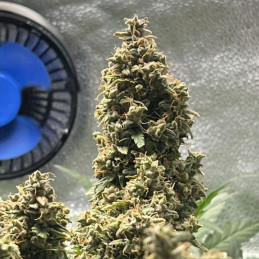Auto Chronic Monster XXL