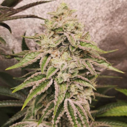 Pure Gelato