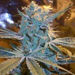 Tom Kush OG