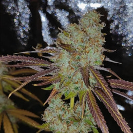 Vision Gorilla Auto