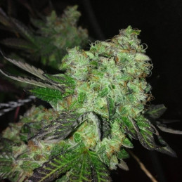 Double Banana Kush