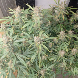 Snow Ryder Auto