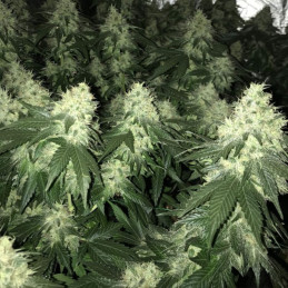 White Diesel