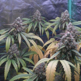 White Skunk