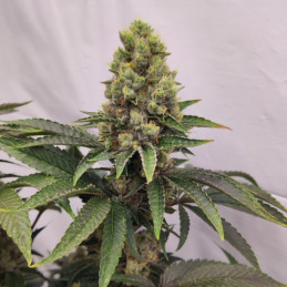X-Haze