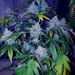 Afghan Kush Ryder