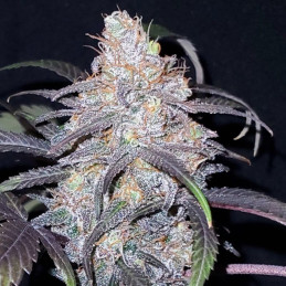 Afghan Kush Special