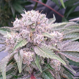 Afghan Kush x Black Domina