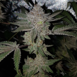 CBD Tonic