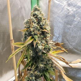 Chronic Haze