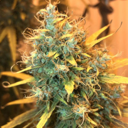 Mazar Kush
