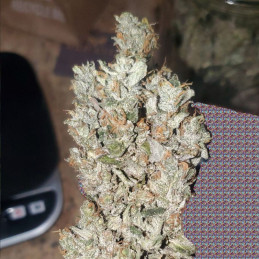 Northern Light x Big Bud Ryder