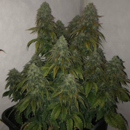 Power Kush