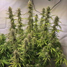 Candy Caramelo Auto