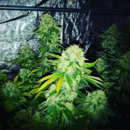 Green AK XL Auto