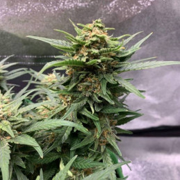 Tonic Ryder CBD