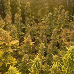 Skunk 1