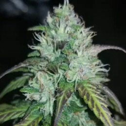Auto Chocodope