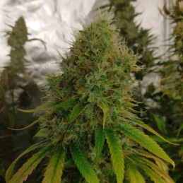 Early Durban