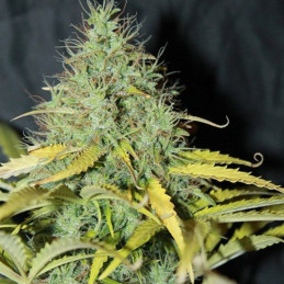 Auto Skunk 1