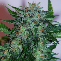 Flash Babylon Auto