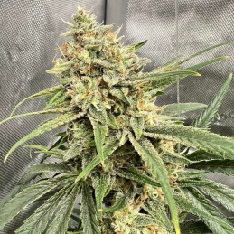 graines de cannabis haze thcv