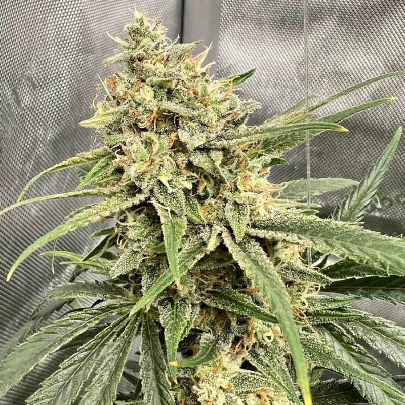 graines de cannabis haze thcv