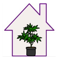 Graines de Cannabis d'Intérieur