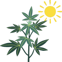 Graines de Cannabis d'Extérieur