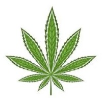 Graines de Cannabis Sativa